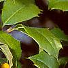 Ilex opaca forma xanthocarpa, fruit