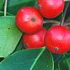 Ilex pedunculosa, fruit