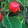 Ilex pedunculosa, fruit