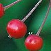Ilex pedunculosa, fruit