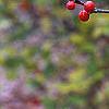 Ilex 'Sparkleberry', fruit