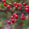 Ilex 'Sparkleberry', fruit