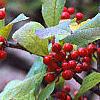 Ilex 'Sparkleberry', fruit