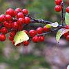 Ilex 'Sparkleberry', fruit