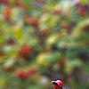 Ilex 'Sparkleberry', fruit