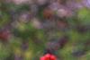Ilex 'Sparkleberry', fruit