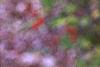 Ilex 'Sparkleberry', fruit