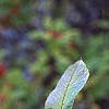Ilex 'Sparkleberry', fruit