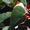 Ilex verticillata, leaves