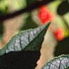 Ilex verticillata, leaves