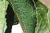 Ilex verticillata, leaves