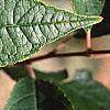 Ilex verticillata, leaves