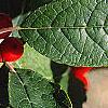 Ilex verticillata, leaves