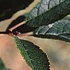 Ilex verticillata, leaves