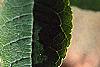 Ilex verticillata, leaves