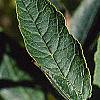 Ilex verticillata, leaves