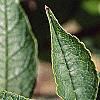 Ilex verticillata, leaves
