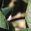 Ilex verticillata, leaves