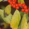 Ilex verticillata, fruit