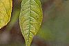 Ilex verticillata, fruit