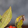 Ilex verticillata, fruit