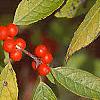 Ilex verticillata, fruit