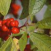 Ilex verticillata, fruit