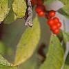 Ilex verticillata, fruit