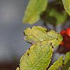 Ilex verticillata, fruit