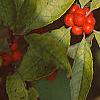 Ilex verticillata, fruit