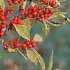 Ilex verticillata, fruit