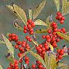 Ilex verticillata, fruit