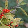 Ilex verticillata, fruit