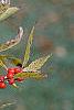 Ilex verticillata, fruit