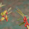 Ilex verticillata, fruit