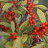 Ilex verticillata, fruit
