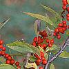 Ilex verticillata, fruit