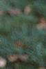 Ilex verticillata, fruit