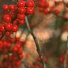 Ilex verticillata, fruit