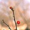 Ilex verticillata, fruit