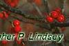 Ilex verticillata, fruit