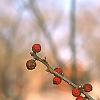 Ilex verticillata, fruit