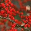 Ilex verticillata, fruit