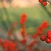 Ilex verticillata, fruit