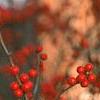 Ilex verticillata, fruit