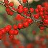 Ilex verticillata, fruit