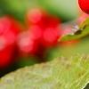 Ilex verticillata 'Spriber', fruit