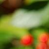 Ilex verticillata 'Spriber', fruit