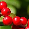 Ilex verticillata 'Spriber', fruit