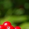 Ilex verticillata 'Spriber', fruit
